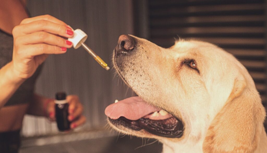 Labrador receiving CBD oil in the mouth